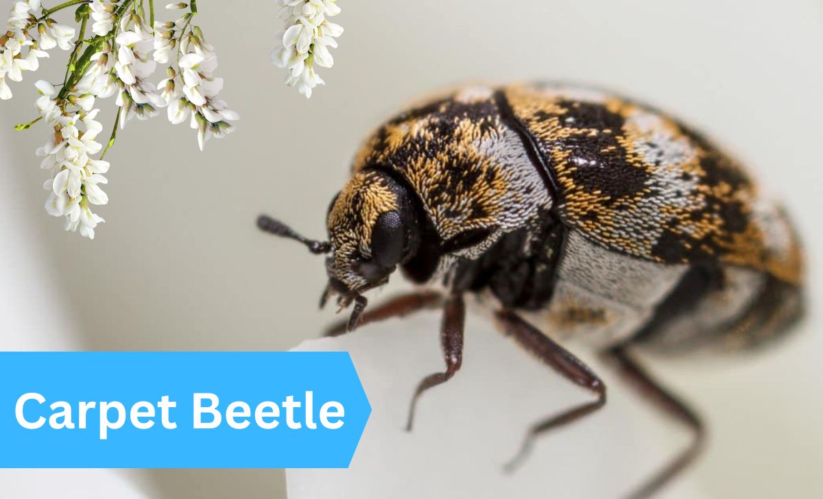 Carpet Beetle